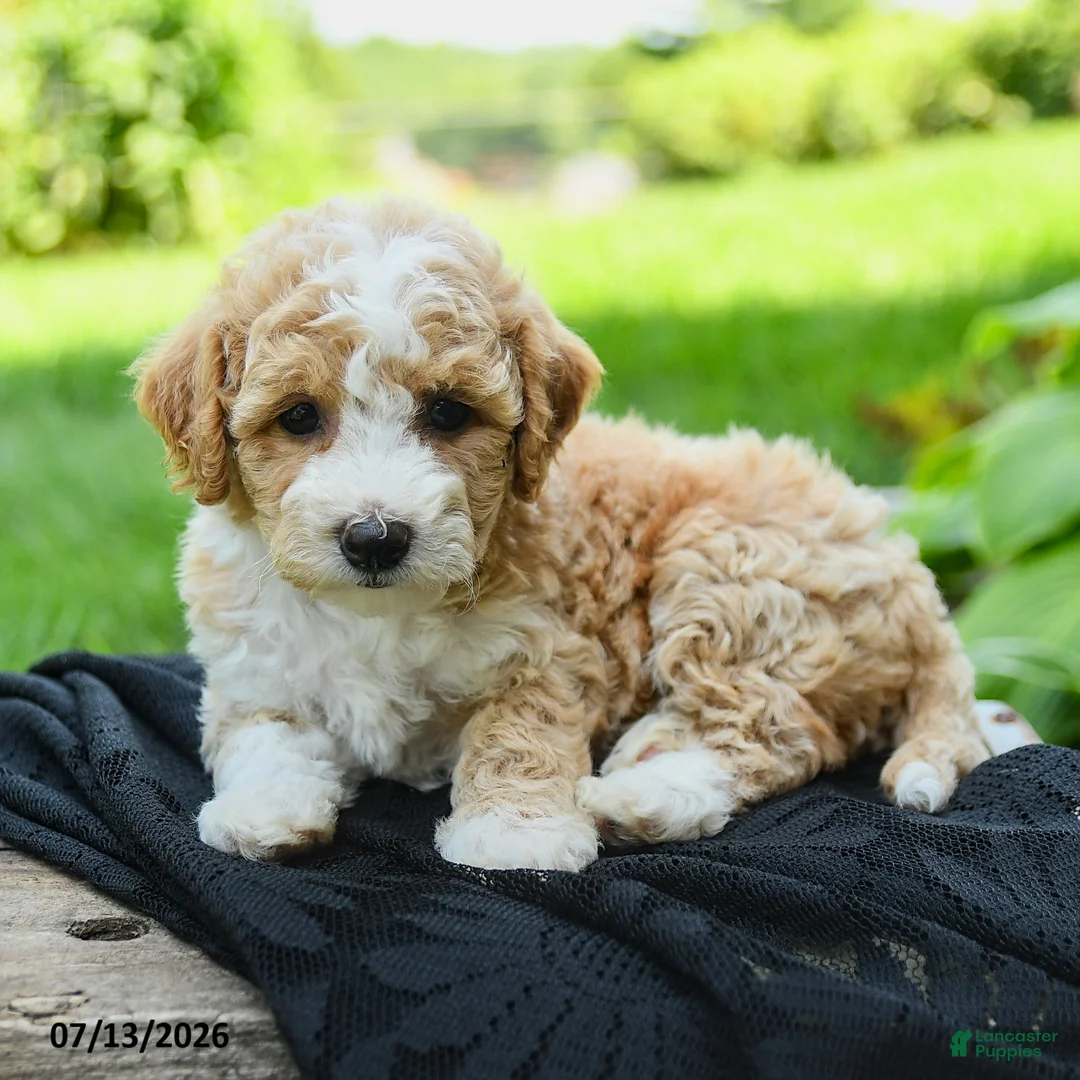 Bichpoo dogs for sale: Heidi - Ad 2