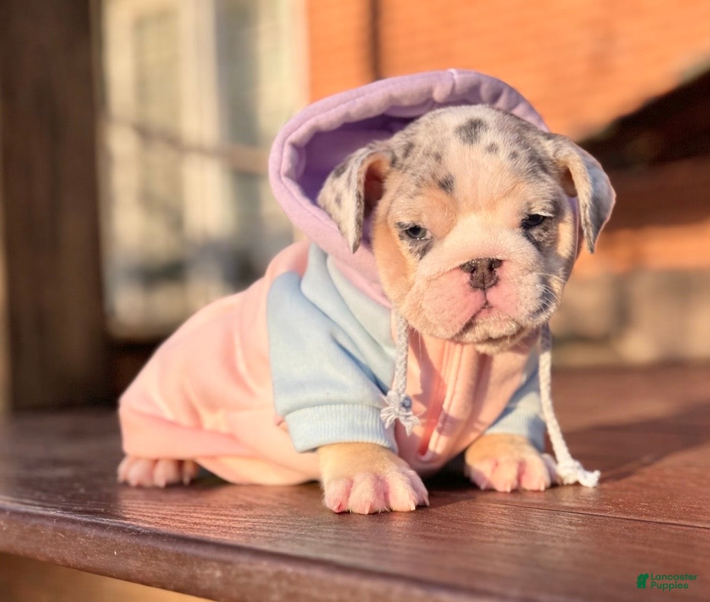 English Bulldog dogs Katerina - Ad 1