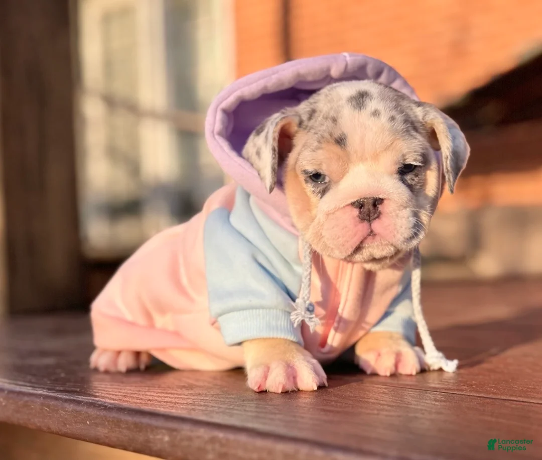 English Bulldog dogs for sale: Katerina - Ad 1