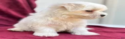 Maltese dogs for sale: Leo - Ad 5
