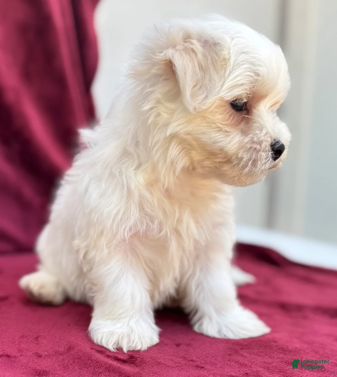 Maltese dogs for sale: Leo - Ad 5