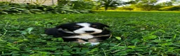 Australian Shepherd dogs for sale: Stripe - Ad 6