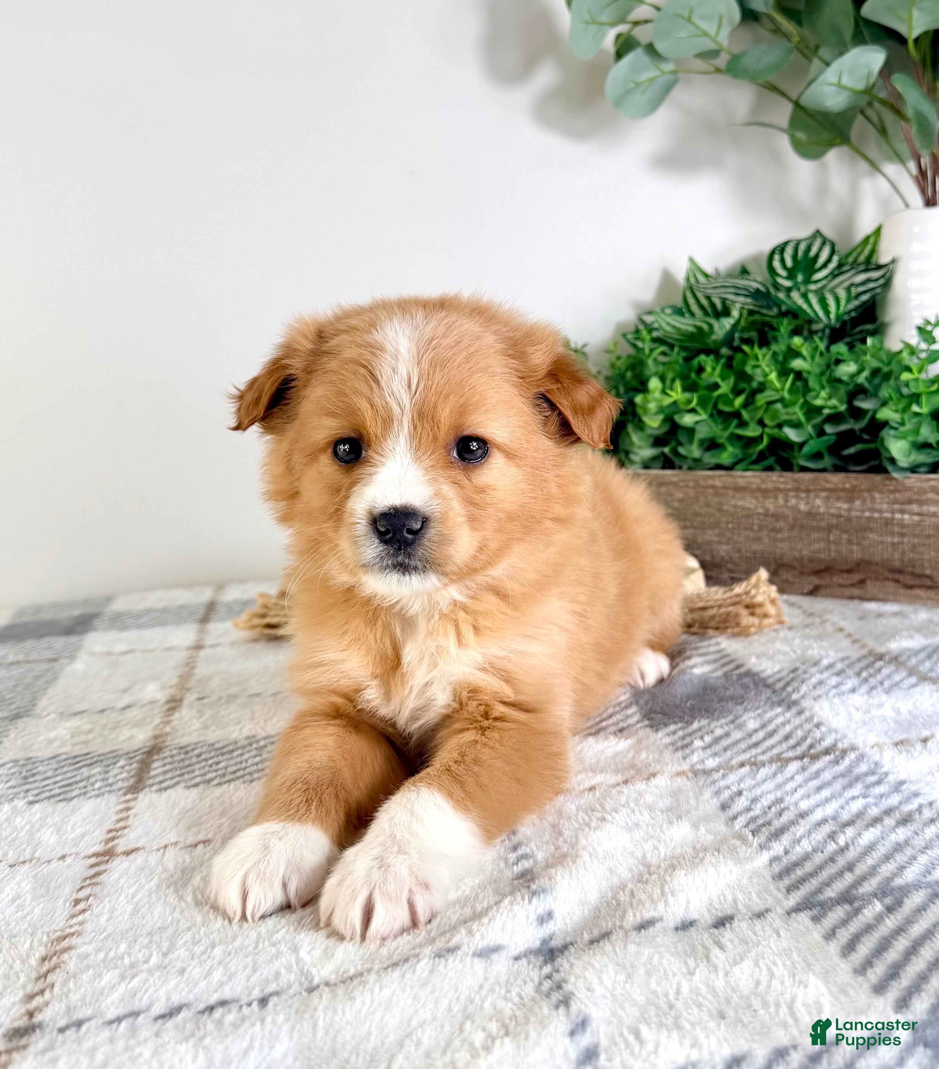 Mixed Breed dogs Cinnamon - Ad 27
