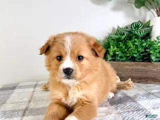 Mixed Breed dogs Cinnamon - Ad 27