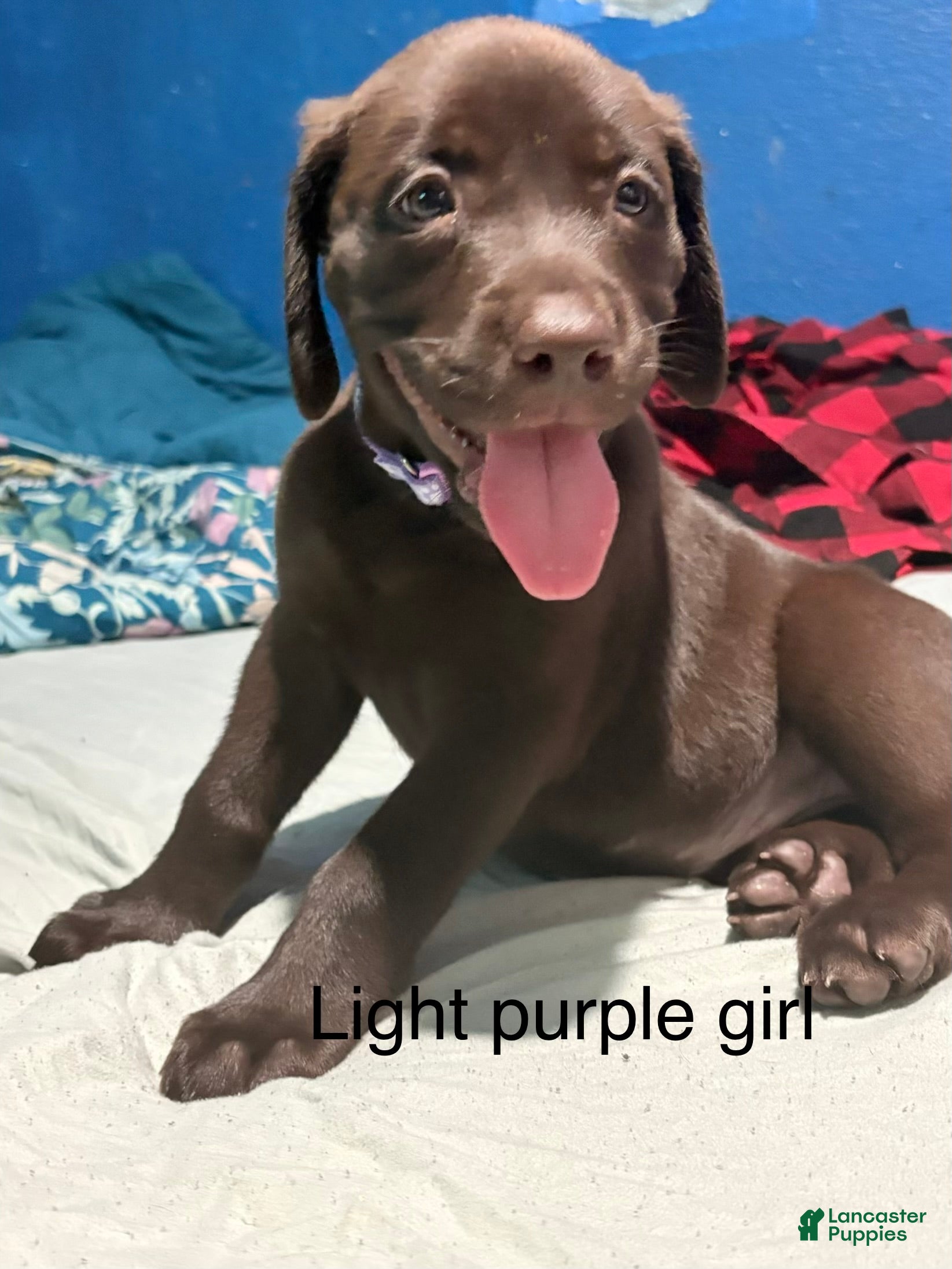 Labrador Retriever dogs Labrador Retriever 5 - Ad 17