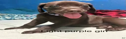 Labrador Retriever dogs for sale: Labrador Retriever 5 - Ad 1