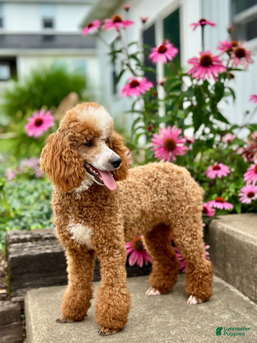 Mini Bernedoodle dogs for sale: Opal - Ad 8
