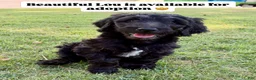 Double Doodle dogs for sale: Lou - Ad 1