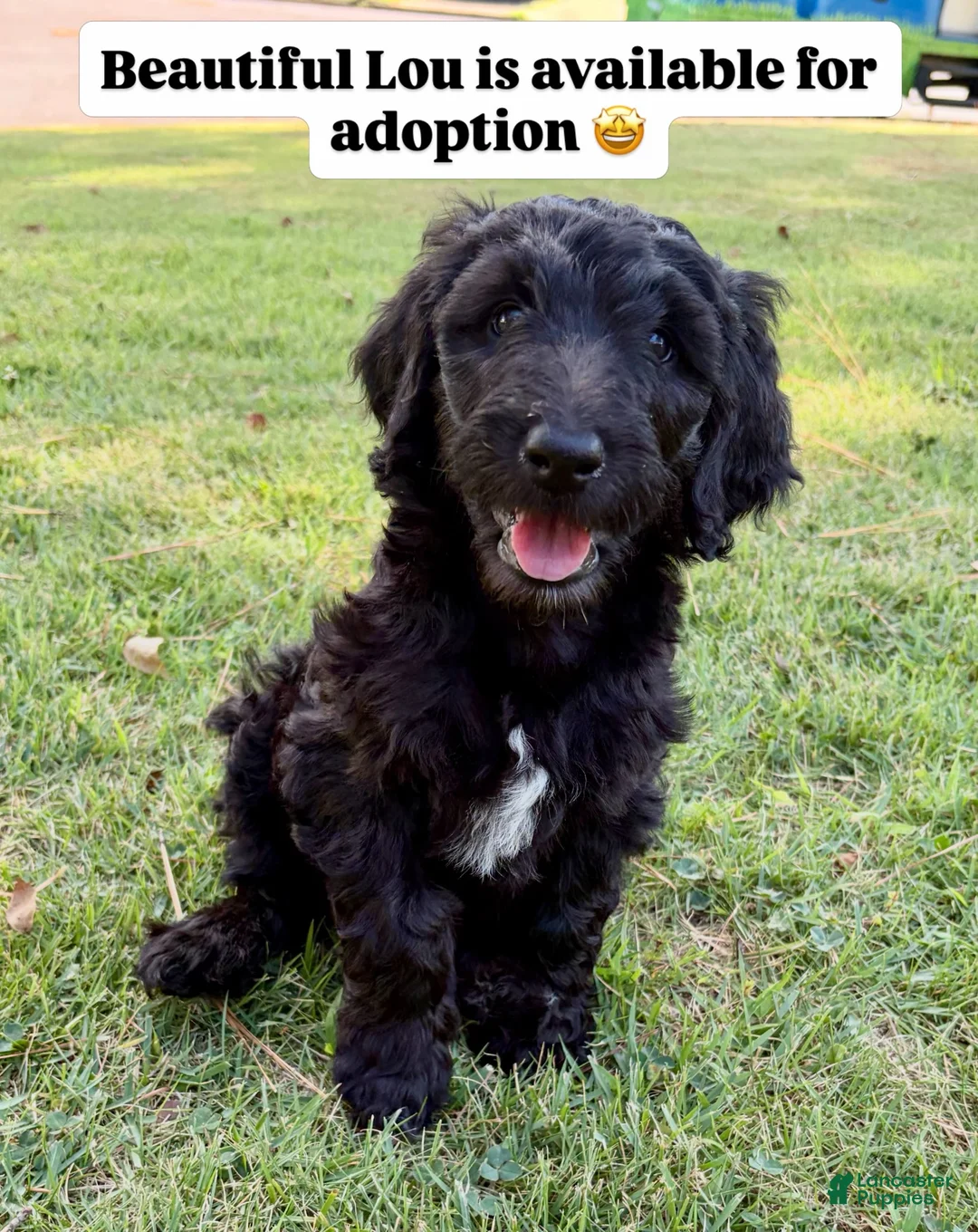 Double Doodle dogs for sale: Lou - Ad 1