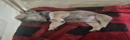 French Bulldog dogs for sale: French Bulldog Puppy 2 - Ad 7