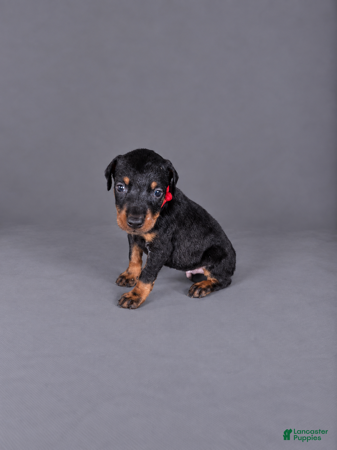 Doberman Pinscher dogs Jorah - Ad 15