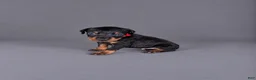 Doberman Pinscher dogs for sale: Jorah - Ad 1