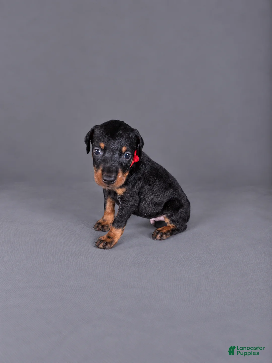 Doberman Pinscher dogs for sale: Jorah - Ad 1