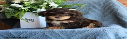 Schnoodle dogs for sale: Peanuts - Ad 3
