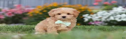 Maltipoo dogs for sale: Sailor - Ad 5