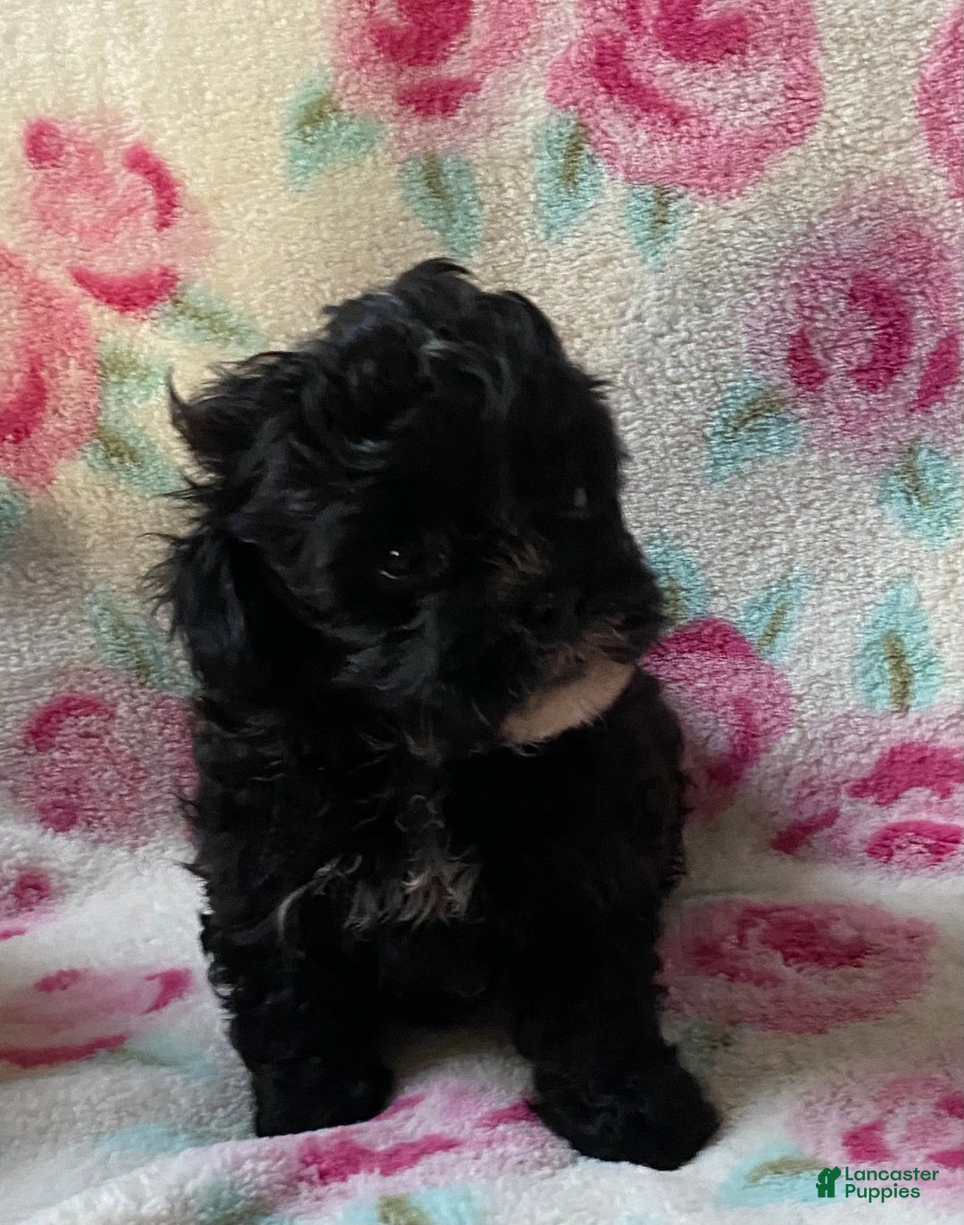Shihpoo dogs for sale: Cookie  - Ad 2