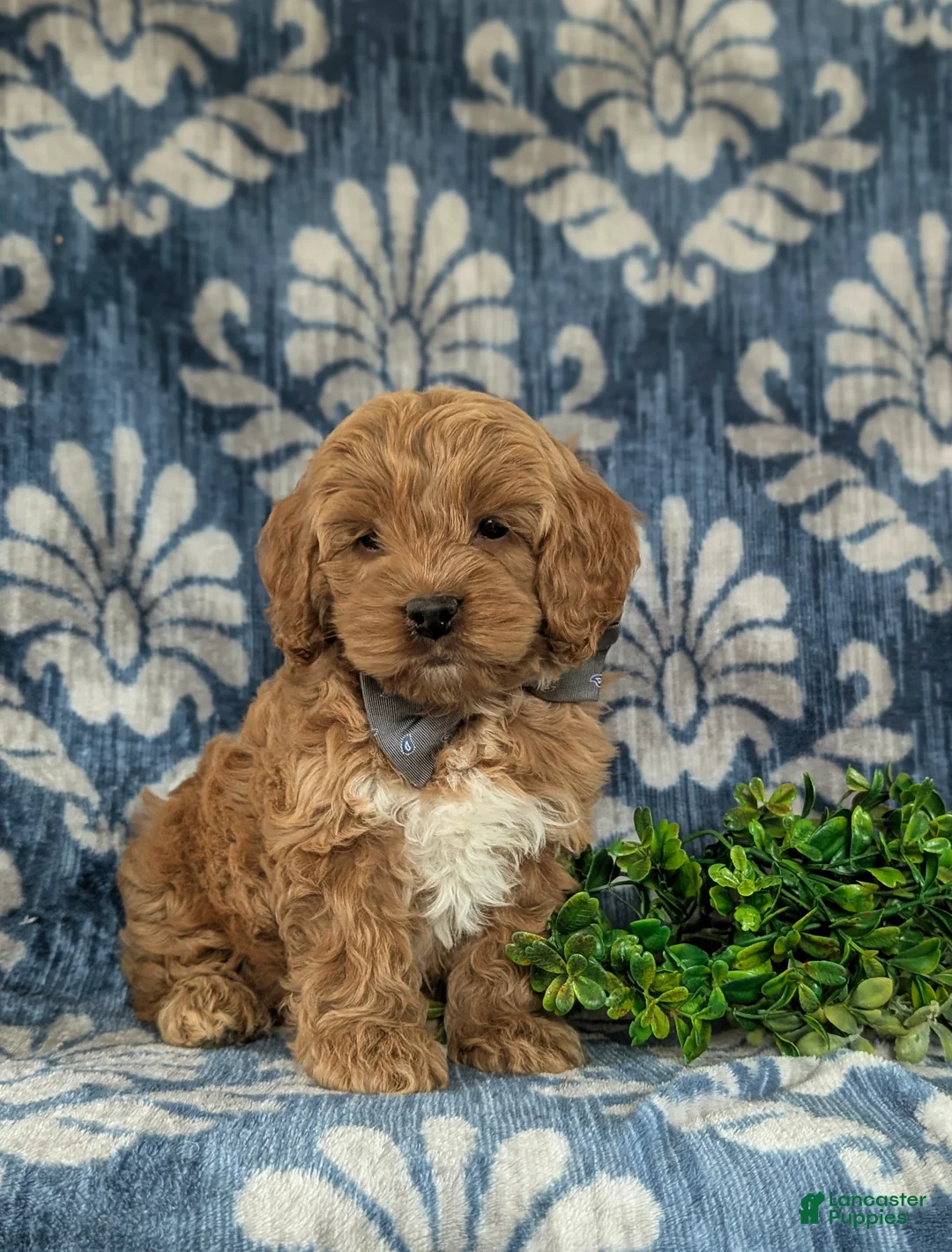 Cockapoo dogs for sale: Logen - Ad 9