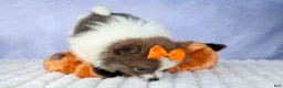 Pomeranian dogs for sale: Easton🐾 - Ad 15