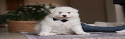 Samoyed dogs for sale: Alvin - Ad 1