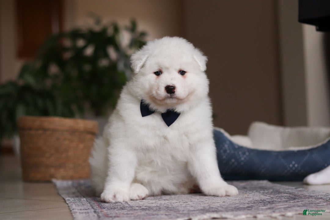 Samoyed dogs for sale: Alvin - Ad 1