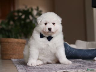 Samoyed dogs Alvin - Ad 4
