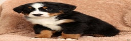 Bernese Mountain Dog dogs for sale: Claire - Ad 3