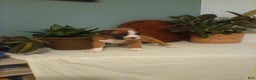 Boxer dogs for sale: Boxer Puppy 1 - Ad 3