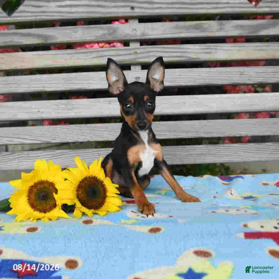 pinscher mix mini pinscher puppy price