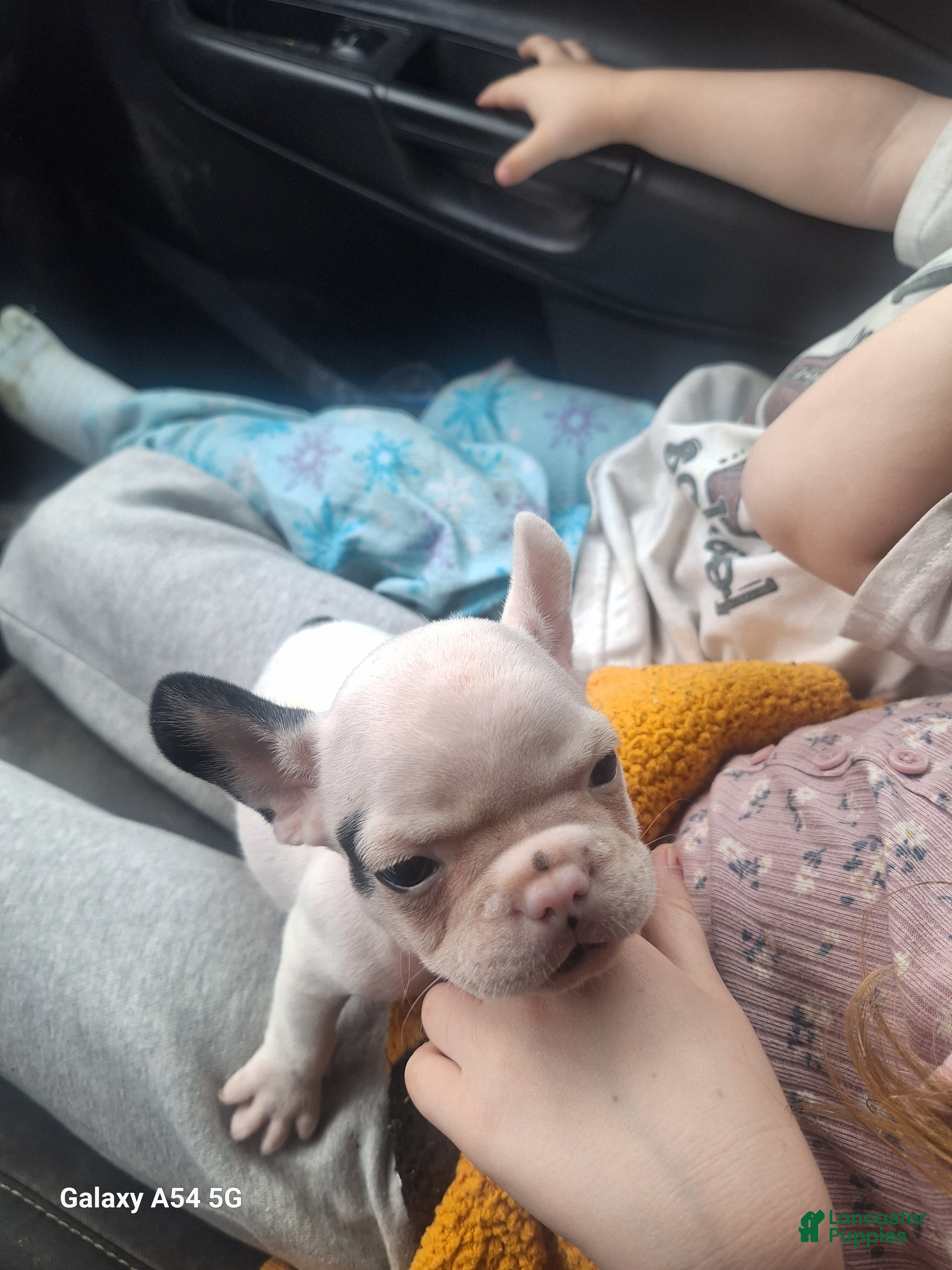 French Bulldog dogs  Puppy 2 - Ad 42