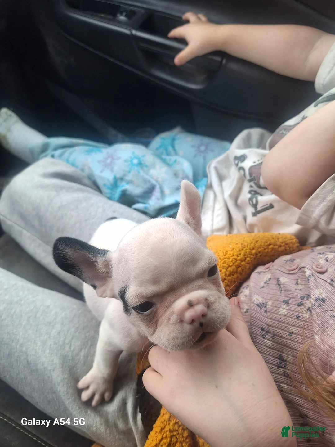 French Bulldog dogs for sale:  Puppy 2 - Ad 1