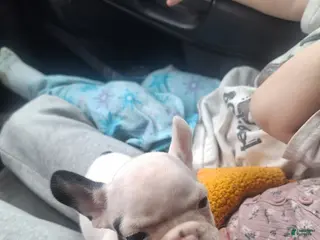 French Bulldog dogs Puppy 2 - Ad 40