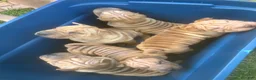 Shar Pei dogs for sale: Shar PeiPuppies - Ad 2