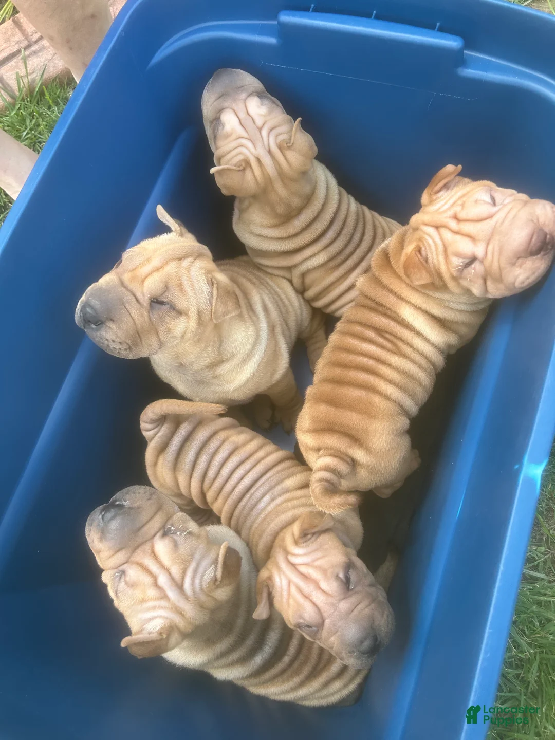 Shar Pei dogs for sale: Shar PeiPuppies - Ad 2