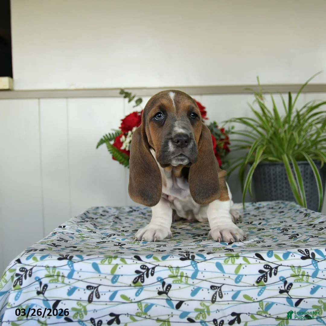 Basset Hound dogs for sale: Eleanor - Ad 1
