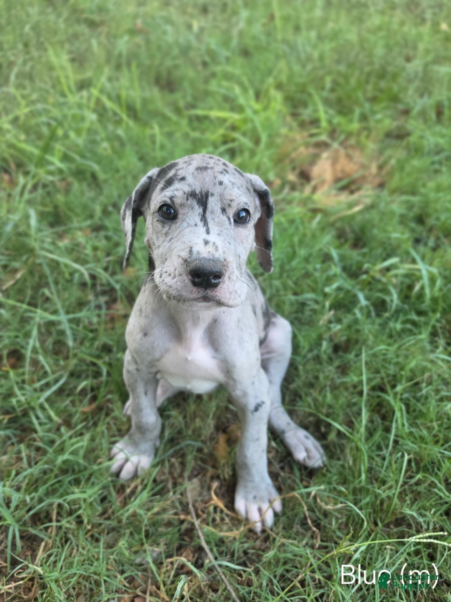 Great Dane dogs Blue (Bluey) - Ad 32