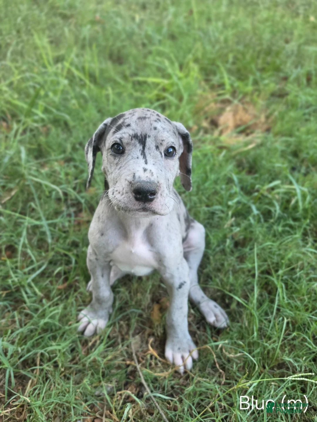 Great Dane dogs for sale: Blue (Bluey) - Ad 1