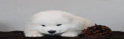 Samoyed dogs for sale: Alpine - Ad 3