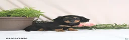Miniature Dachshund dogs for sale: Ember - Ad 5