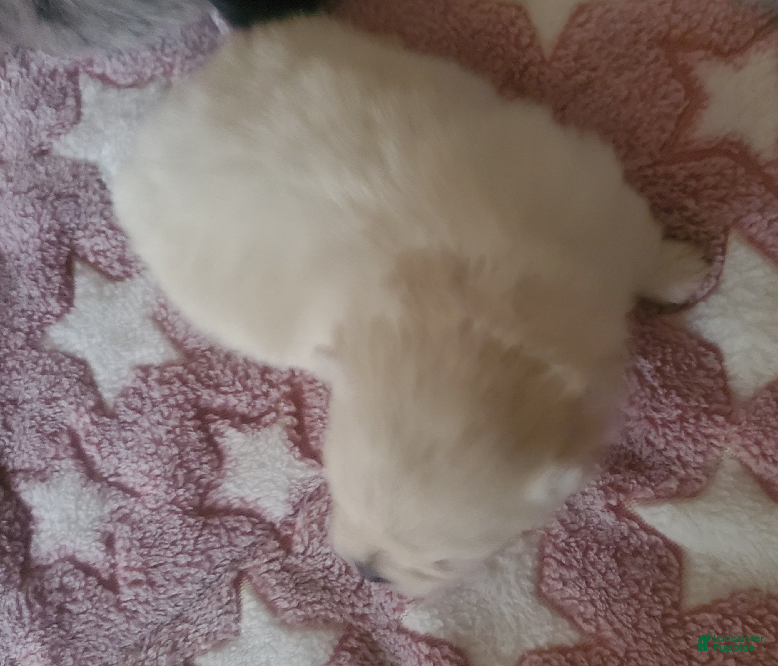 Pomeranian dogs Pomeranian Puppy 2 - Ad 1