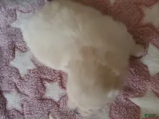 Pomeranian dogs Pomeranian Puppy 2 - Ad 8