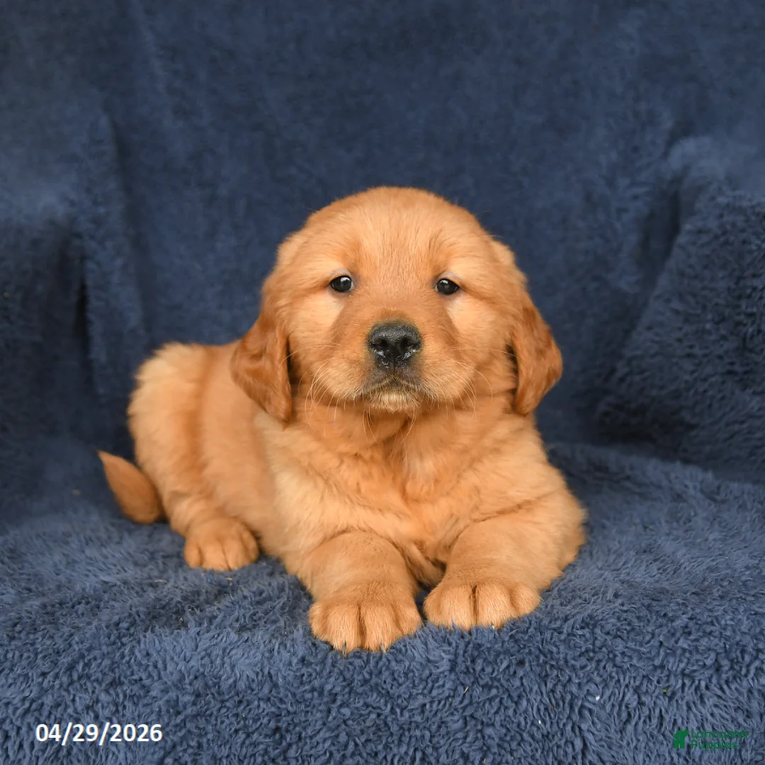 Golden Retriever dogs for sale: Molly - Ad 2