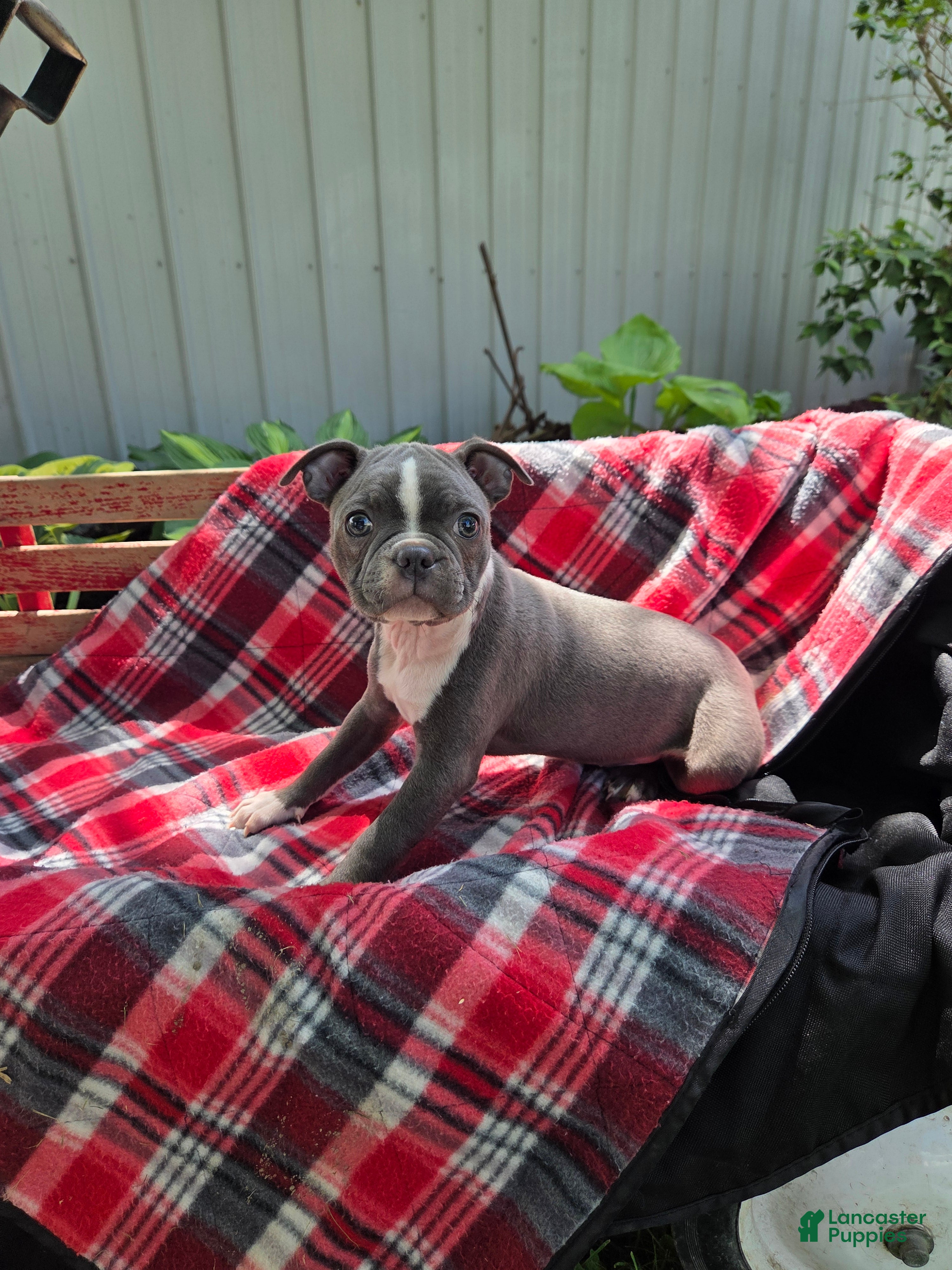 Boston Terrier dogs Candi - Ad 1