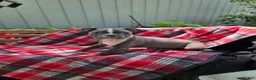 Boston Terrier dogs for sale: Candi - Ad 5