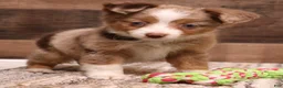 Toy Australian Shepherd dogs for sale: Canyon red merle m - Ad 4