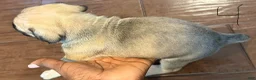 Cane Corso dogs for sale: Cane Corso Puppy 10 - Ad 5