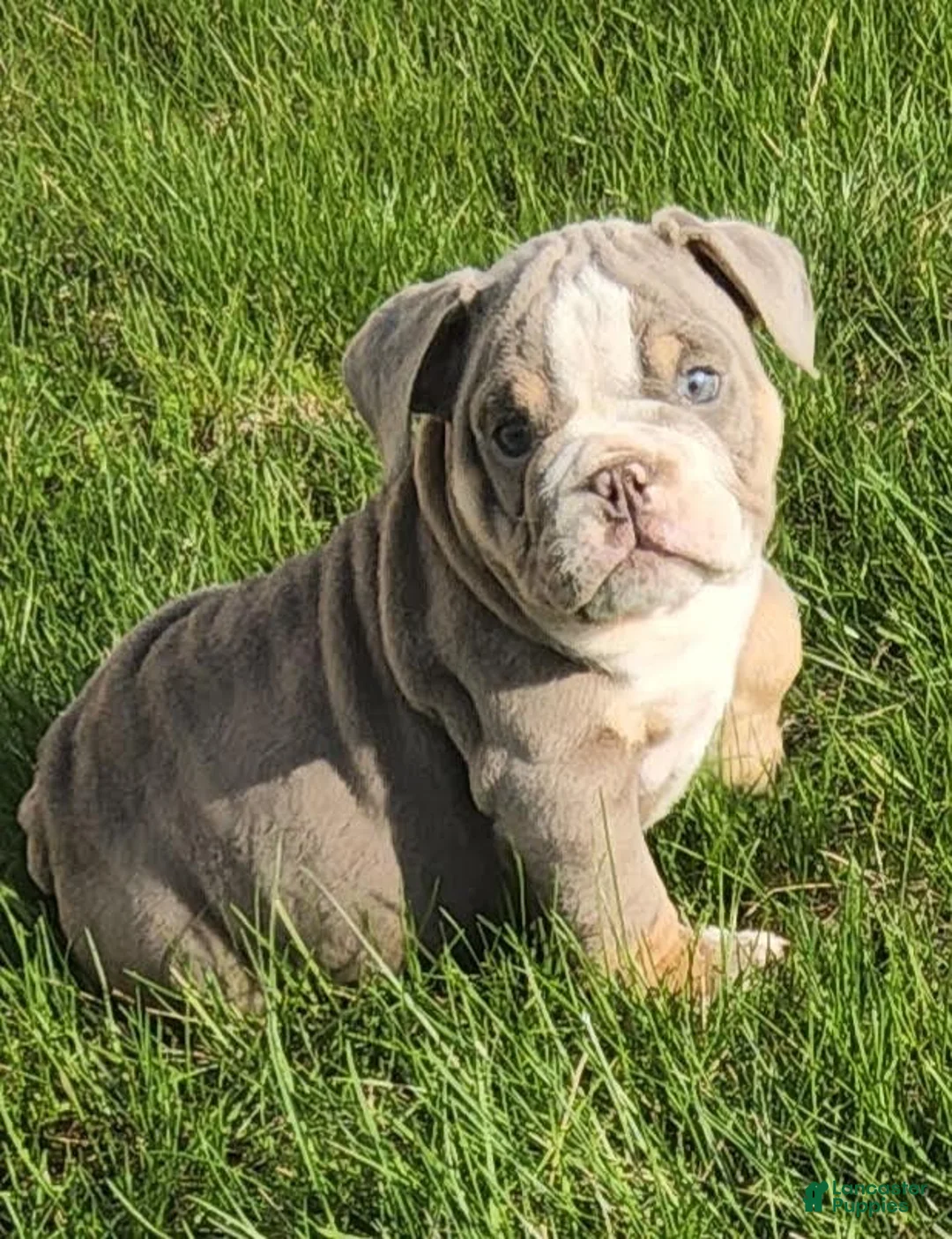 English Bulldog dogs for sale: Nate English Bulldog Puppy  - Ad 1