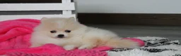 Pomeranian dogs for sale: Raine - Ad 3