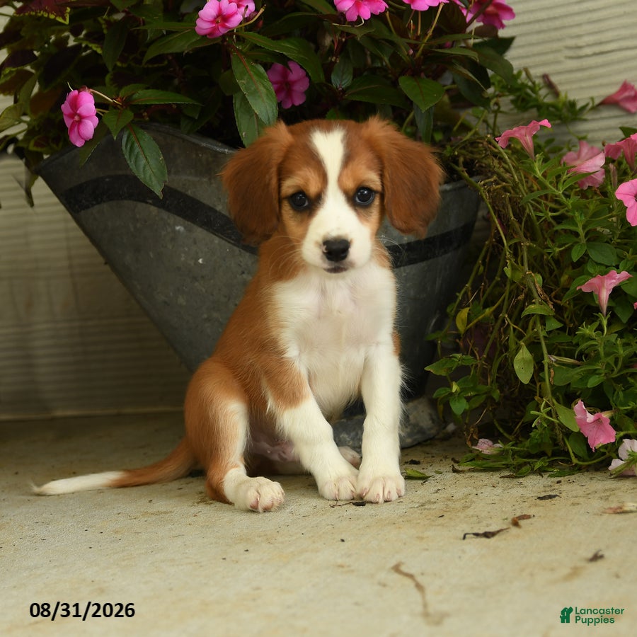 Mixed Breed dogs Boomer - Ad 2
