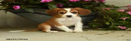 Mixed Breed dogs for sale: Boomer - Ad 2