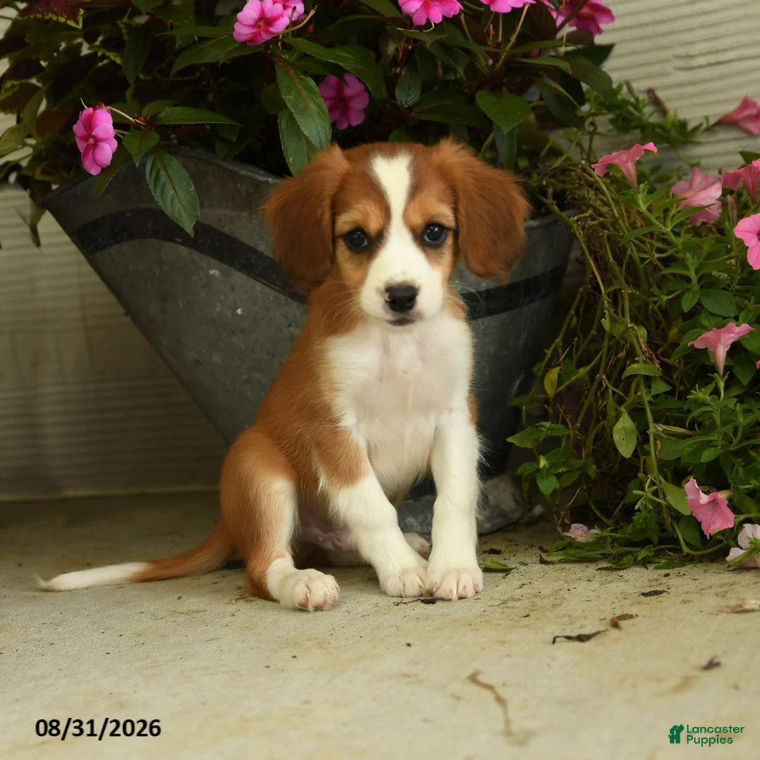 Mixed Breed dogs for sale: Boomer - Ad 2